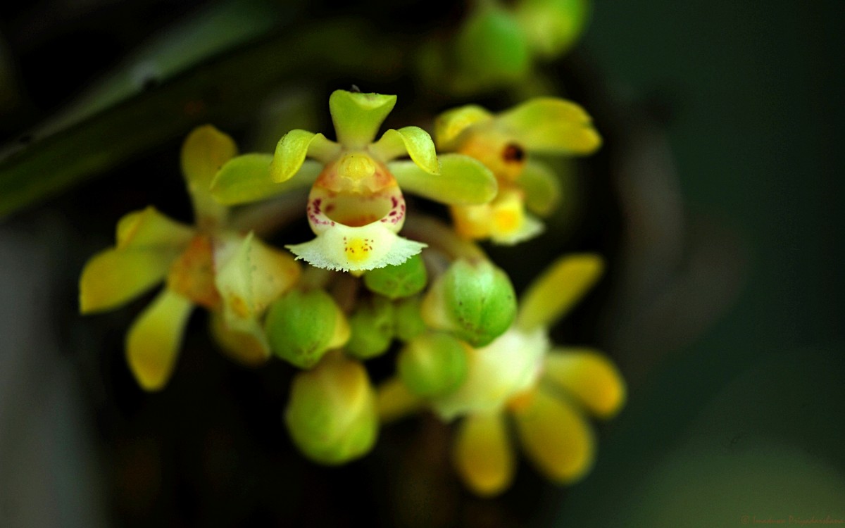 Gastrochilus acaulis (Lindl.) Kuntze